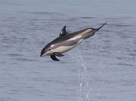 dolphin group with dark gray back and yellow streak