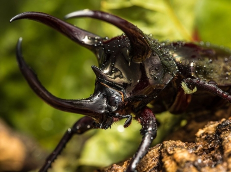atlas beetle black exoskeleton and habitat