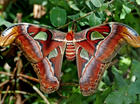 atlas moth large wingspan and vibrant colors