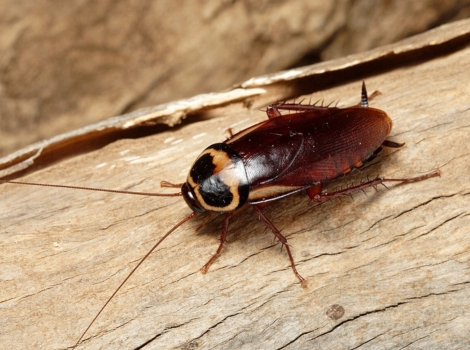 australian cockroach yellow accents and habitat