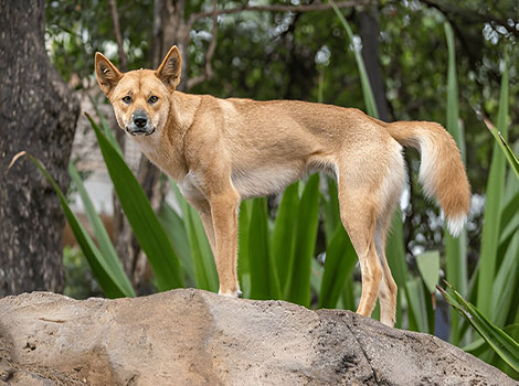 australian dingo wildlife and behavior