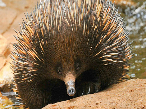 australian echidna digging and termite mound