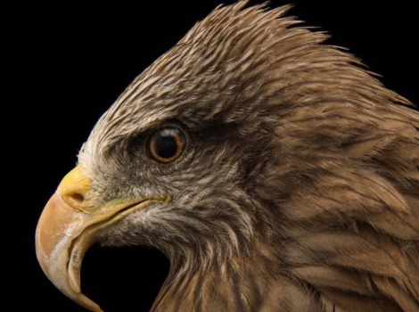 australian firehawk