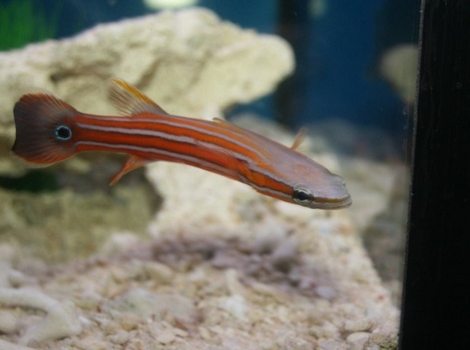 australian flathead perch and coastal waters habitat
