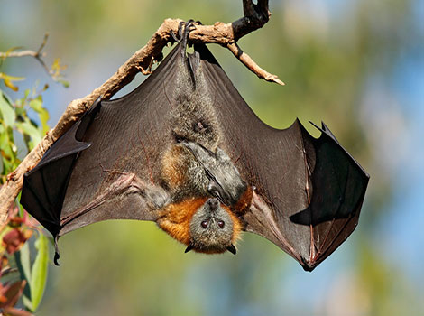 australian flying fox feeding and pollination