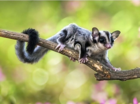 flying squirrel gray fur and gliding membrane