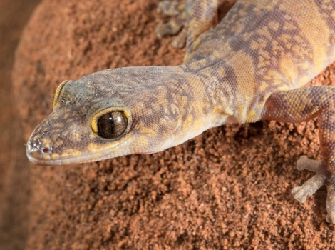 australian gecko nocturnal and climbing ability