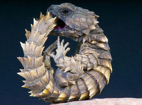 armadillo lizard bony scales and defensive ball position