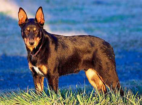 australian kelpie herding livestock in a rural setting