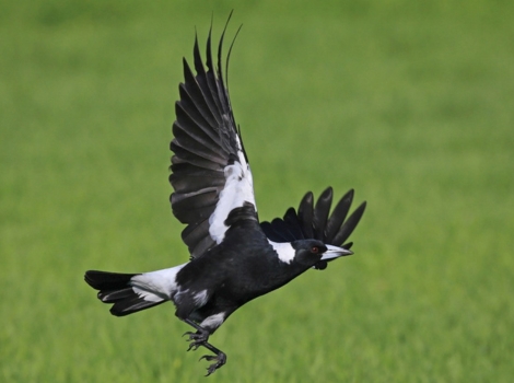 australian magpie and open habitat