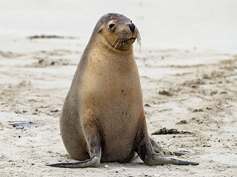 australian sea lion colony and rocky shore habitat