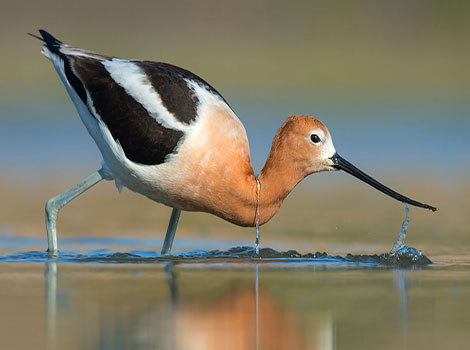avocet wading bird and wetland habitats