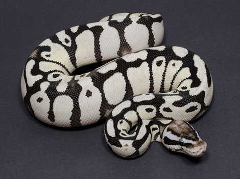 axanthic ball python unique gray and black pattern