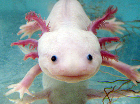 axolotl in mexican lake and regeneration ability