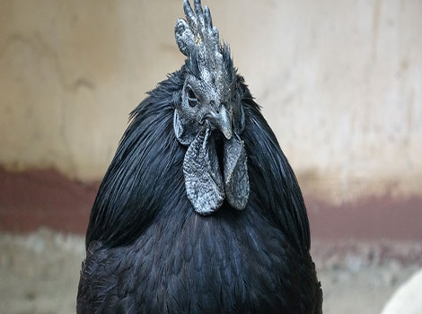 ayam cemani black chicken and rural habitat Indonesia