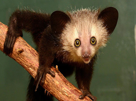 aye-aye nocturnal primate and rainforest habitat