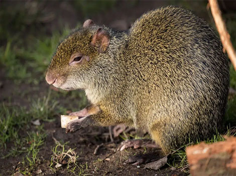 azaras agouti seed dispersal and rainforest