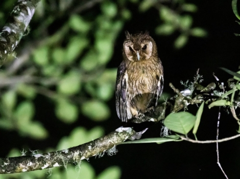 azaras grass owl and South America habitat