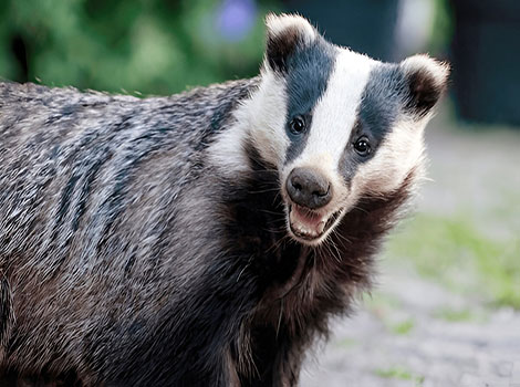 badger burrow and digging behavior