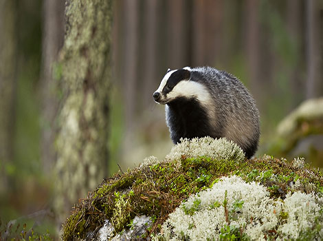 badger digging near burrow in forest