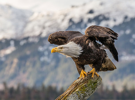 bald eagle flying and hunting behavior