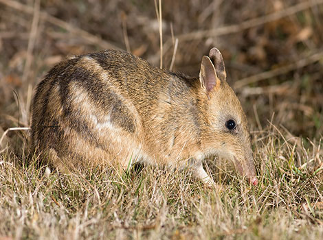 bandicoot nocturnal activity and habitat