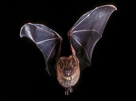 bat night flight and echolocation