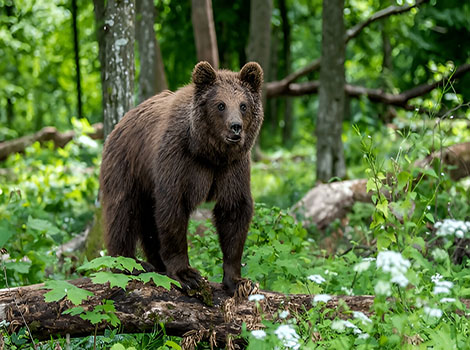bear wildlife and habitat in forest