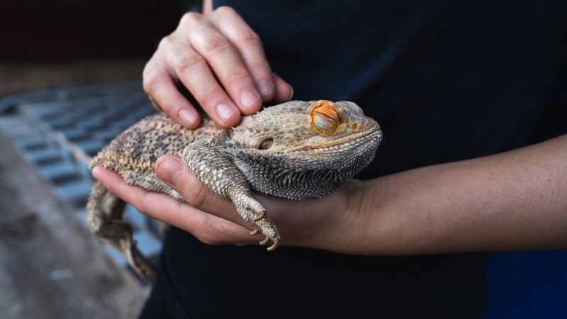 Lizards are increasingly popular as exotic pets