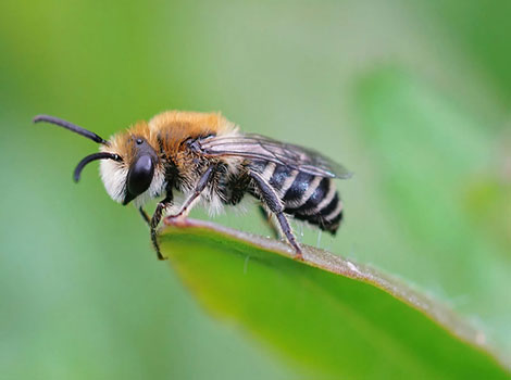 bee pollinating flower and collecting nectar