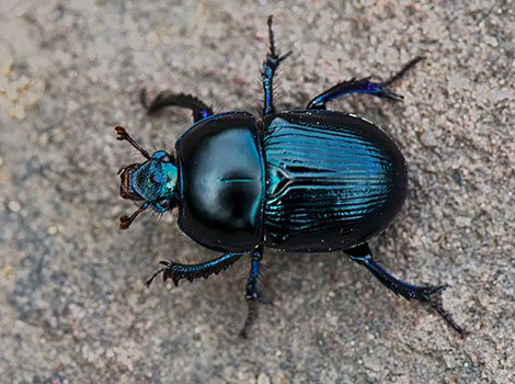 beetle species with hard shell and wings
