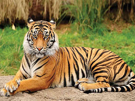 bengal tiger and mangrove forest camouflage