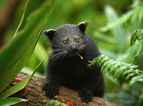 binturong in treetop canopy