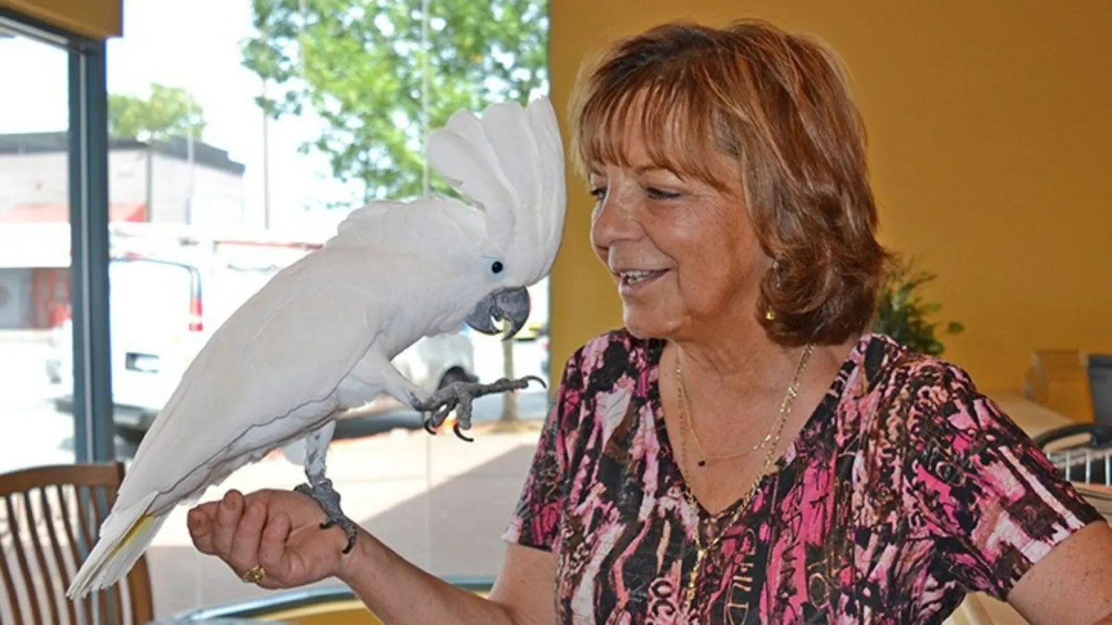 birds as pets and in captivity