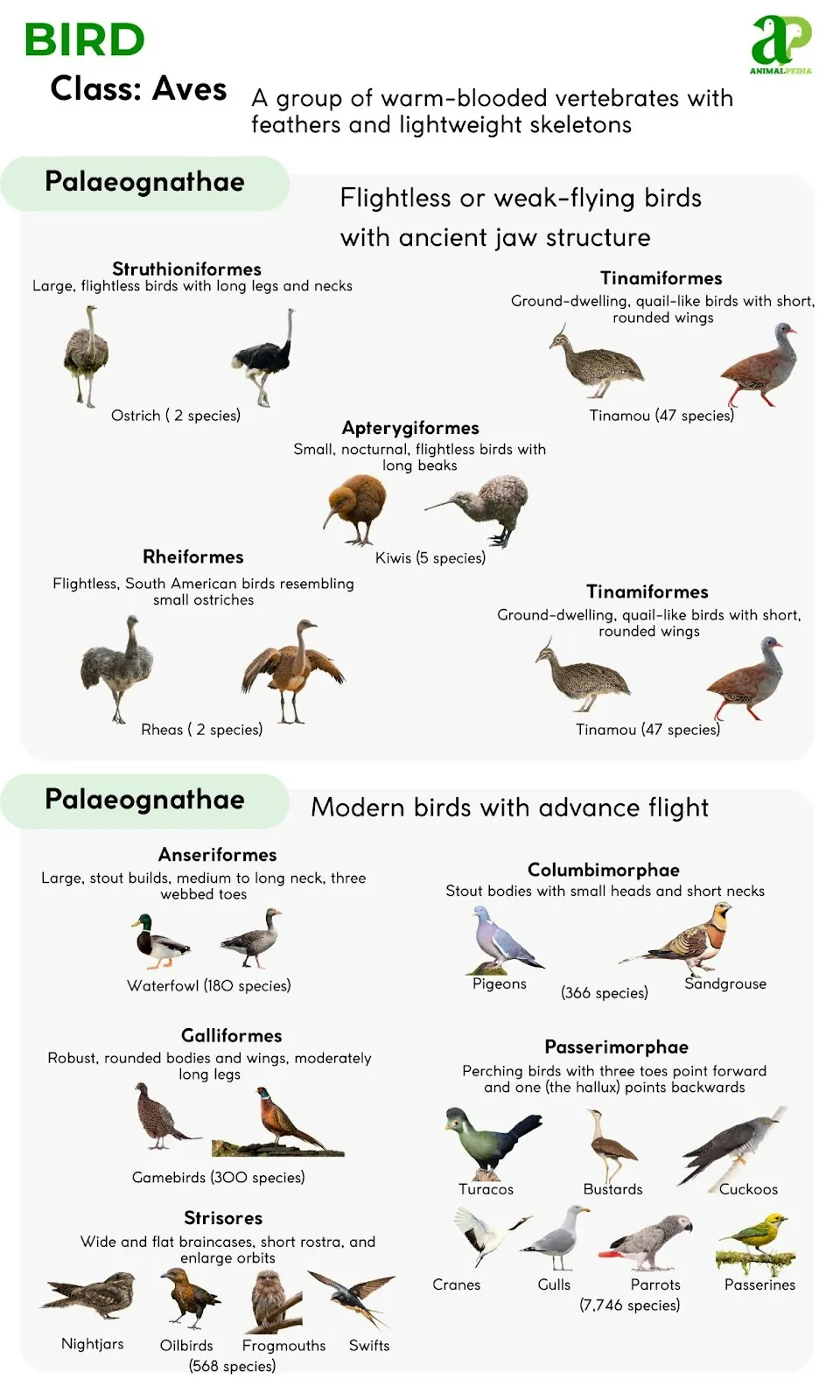 birds classification