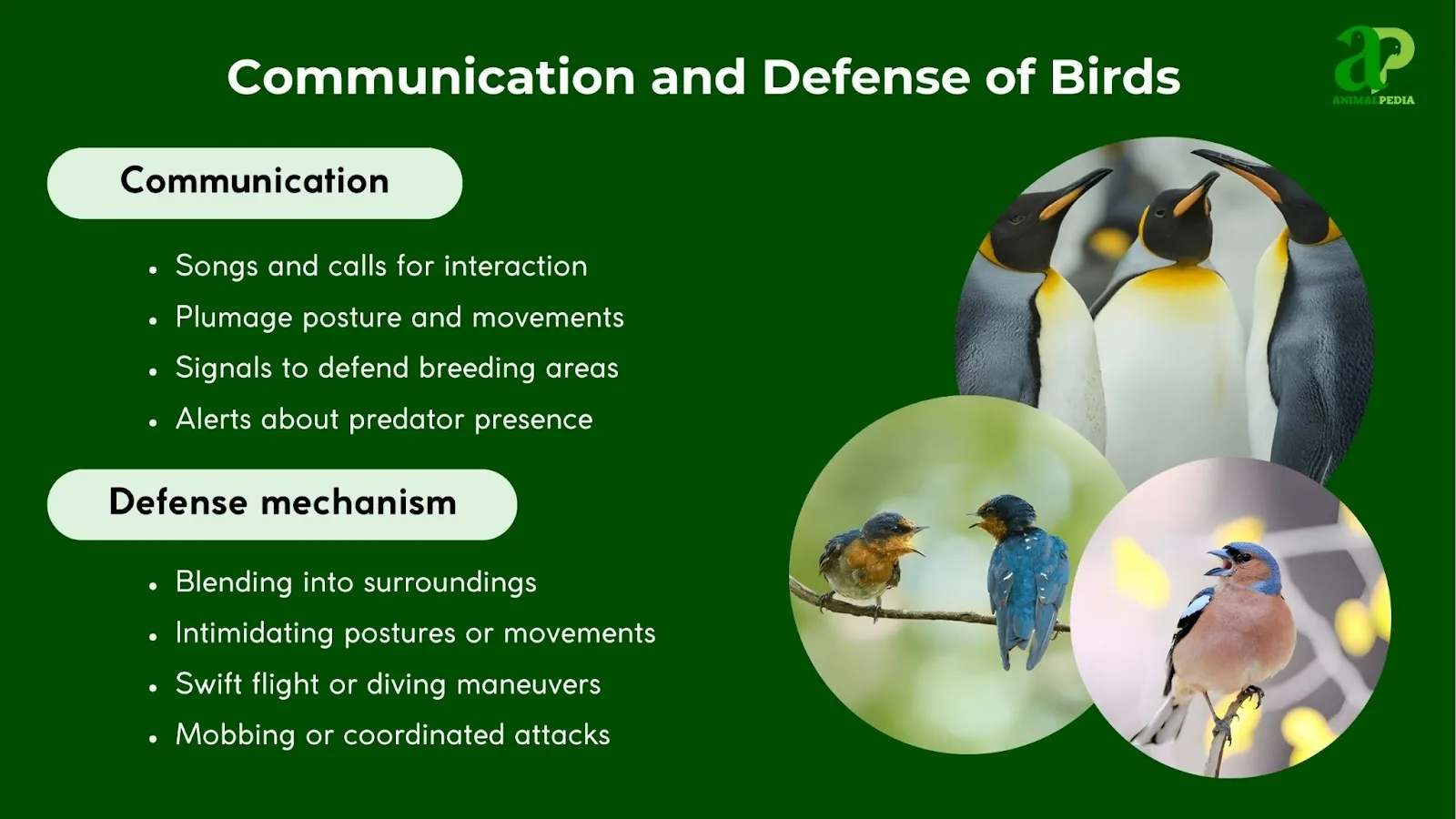 birds communication and defense