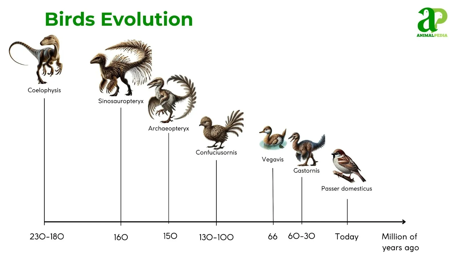 birds evolution