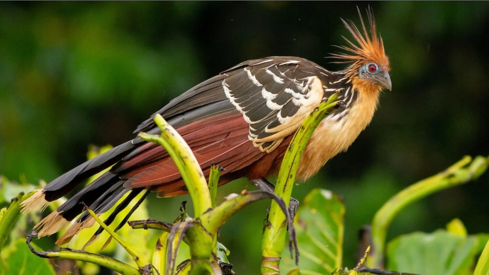 birds habitat