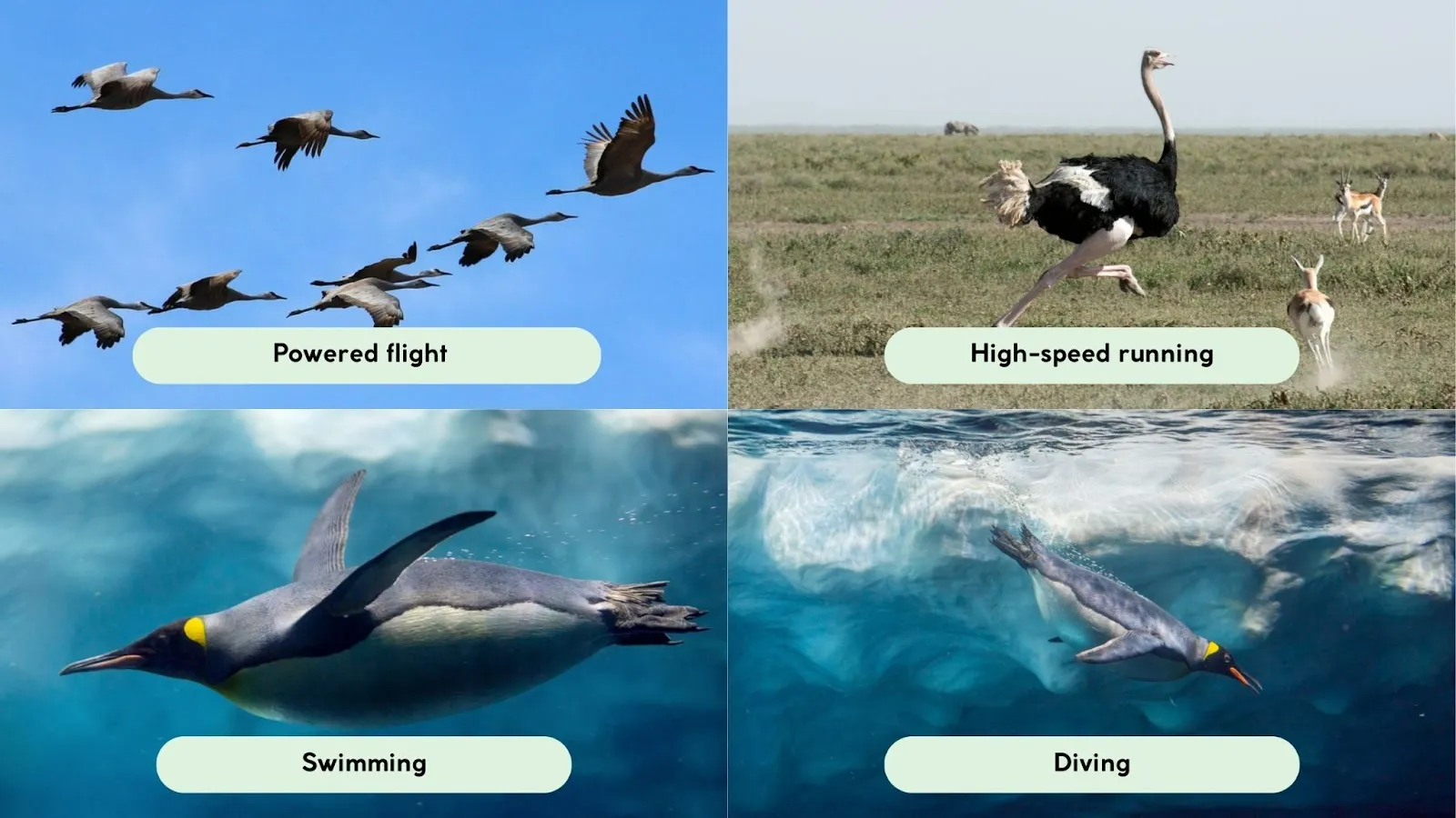 birds movement and locomation