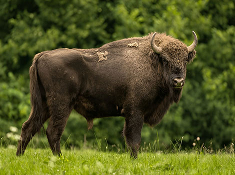 bison herd grazing in grassland habitat