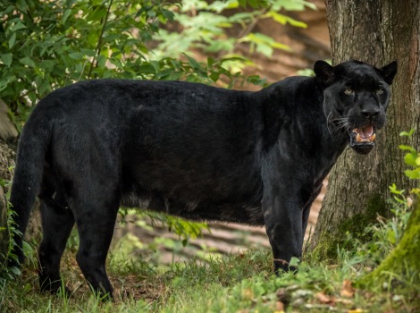 Black panther jaguar and tropical forest habitat