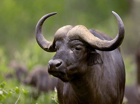 buffalo herd and savanna habitat