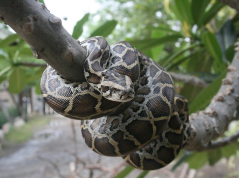 Python and constrictor in swampy habitat