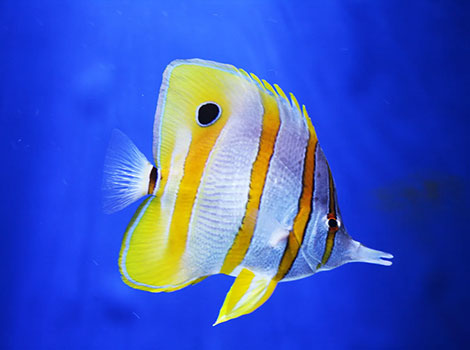 butterflyfish in coral reef ecosystem