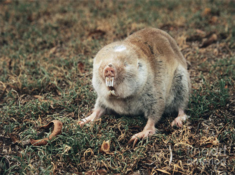 cape mole rat burrow and digging behavior
