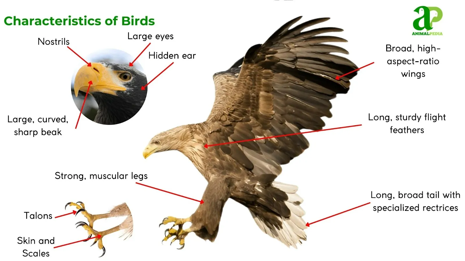 characteristics of birds