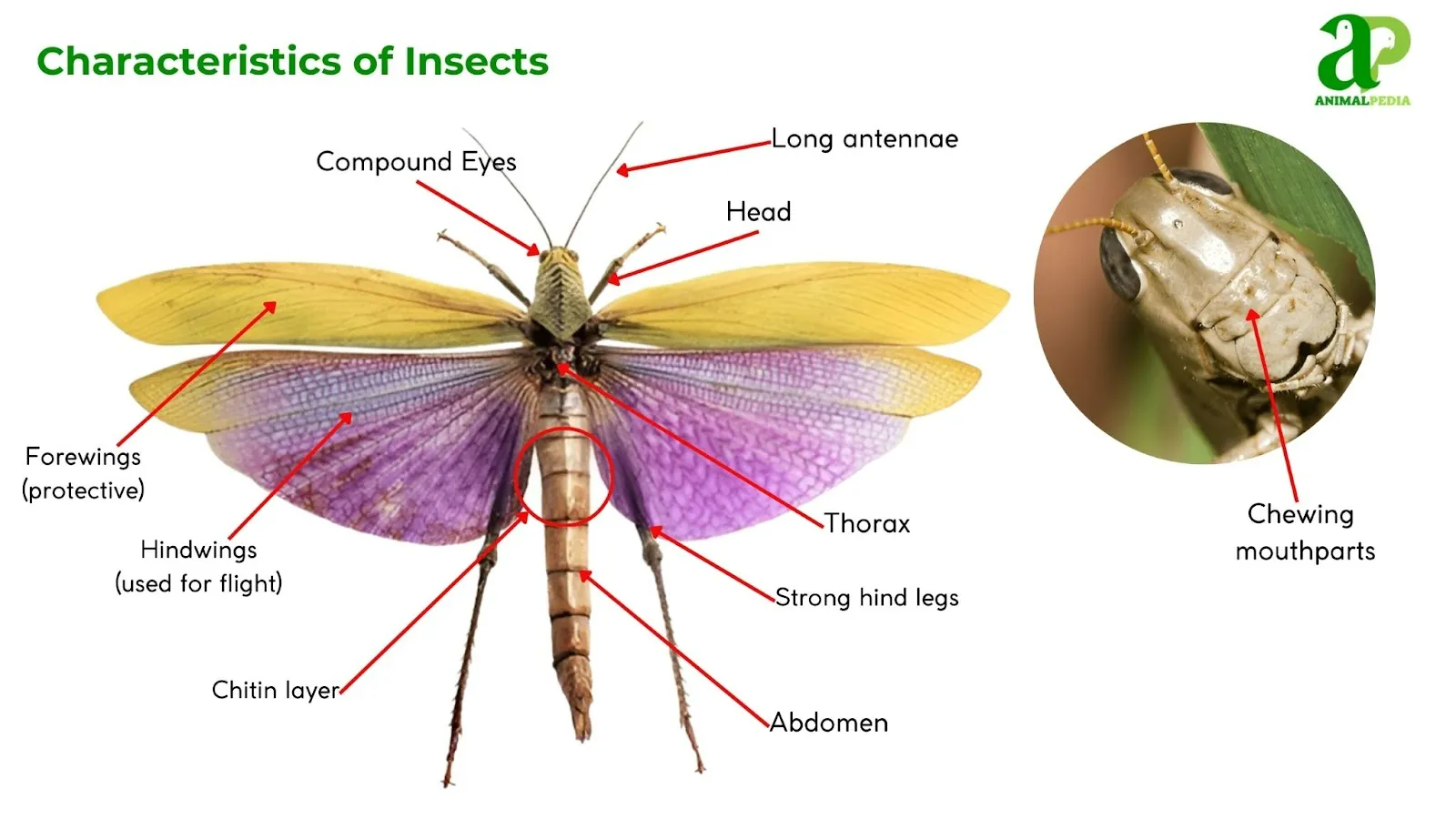 insects characteristics