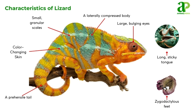 characteristics of Lizard