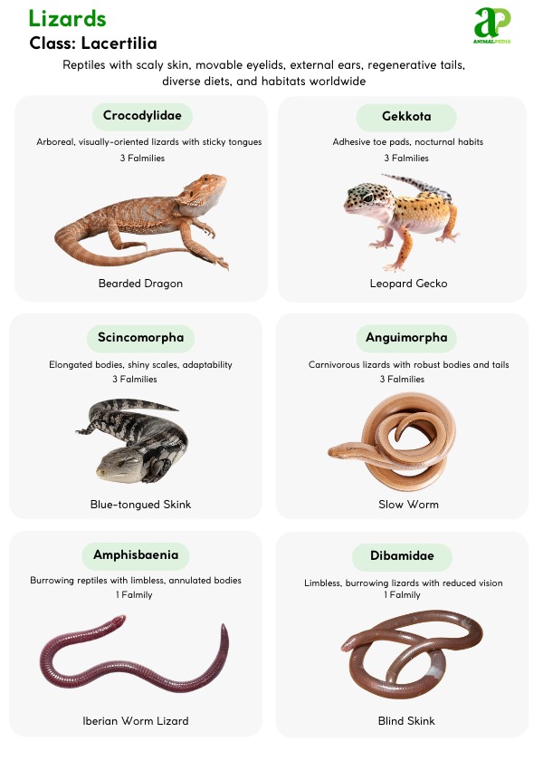 types of lizards