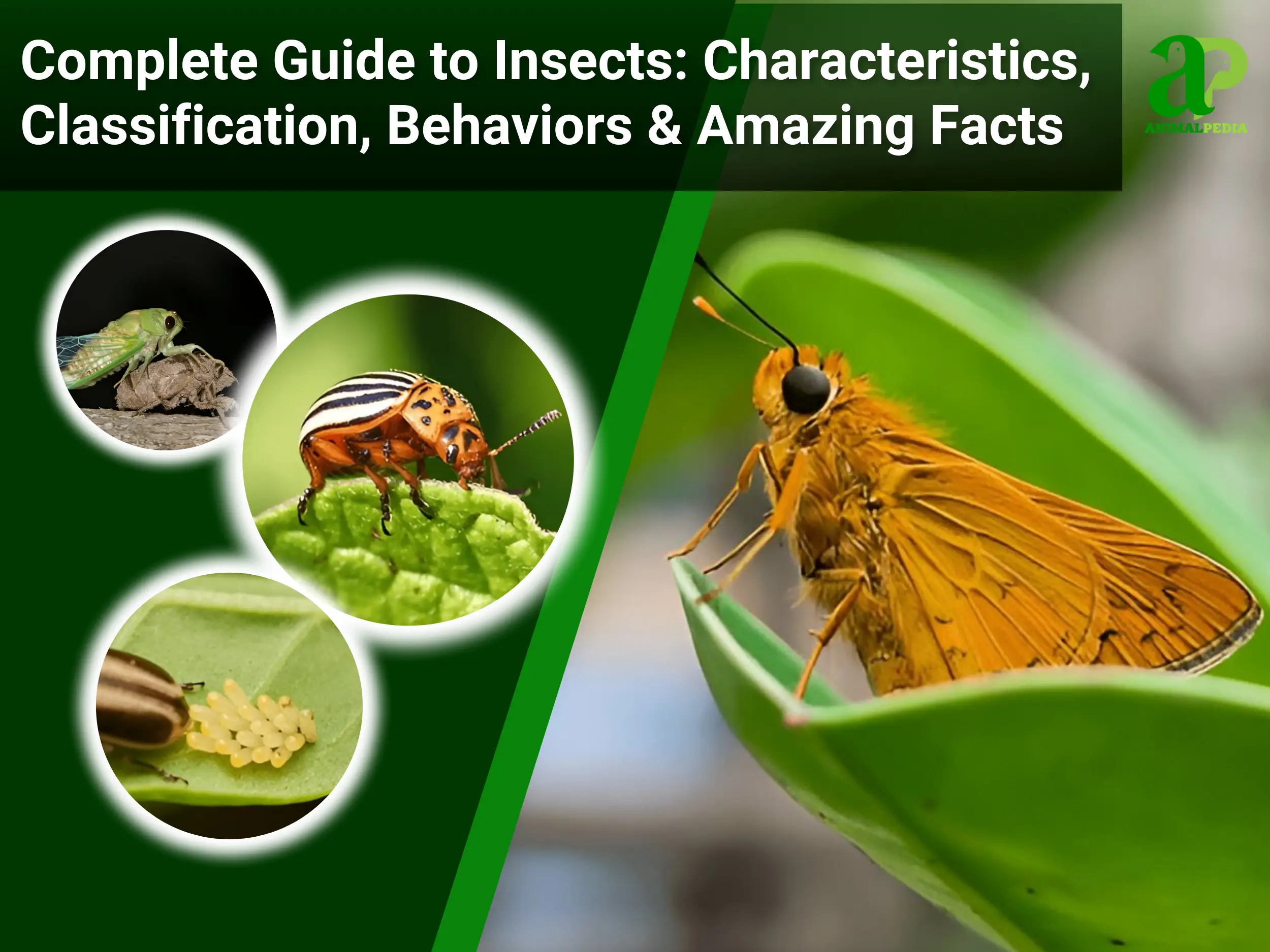 complete guide to insects